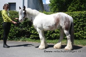 GIBSY - Irish Cob / Tinker